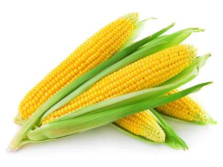 An ear of corn isolated on a white background