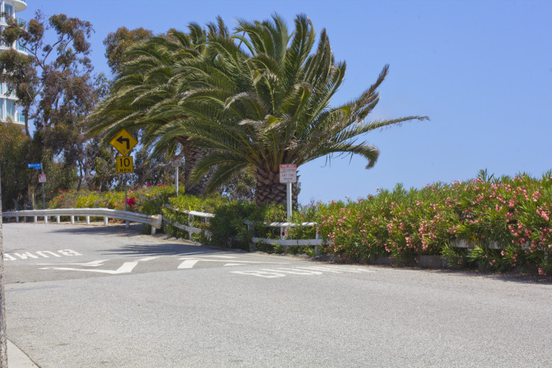 Summer-White-PalmTrees