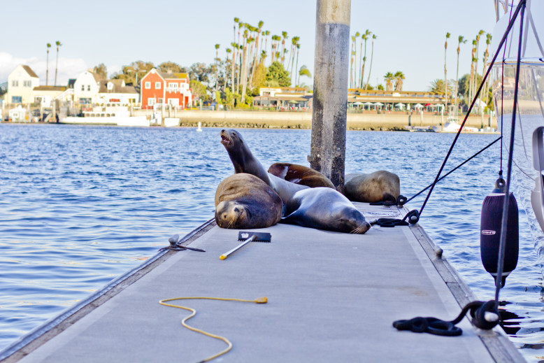 Christmas-Day-at-the-Marina-Seals