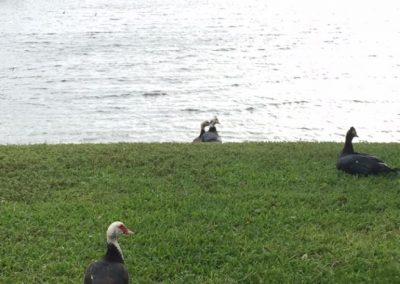 Miami Lakes ducks