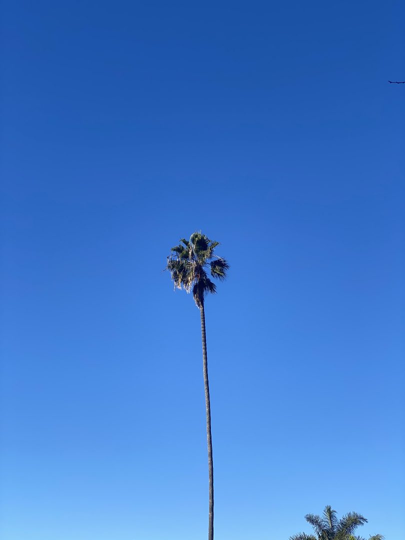 blue sky and a palm tree